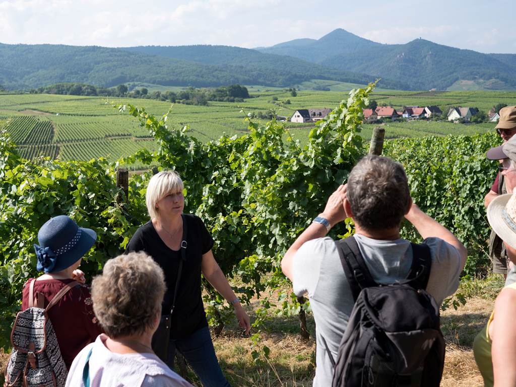 Visite du vignoble Grand Cru Froehn
